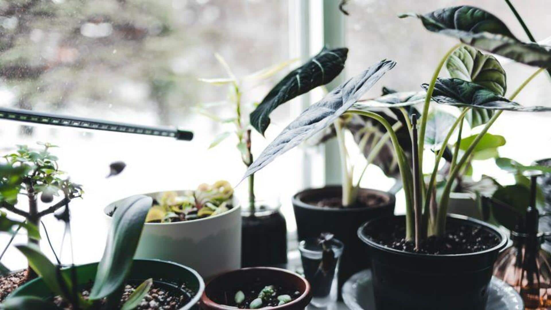 Keep your indoor plants happy with these simple tips