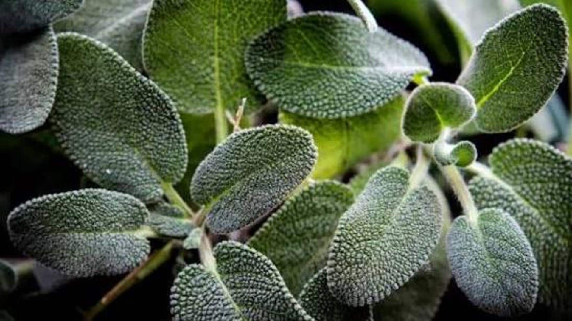 How sage can help support respiratory health 
