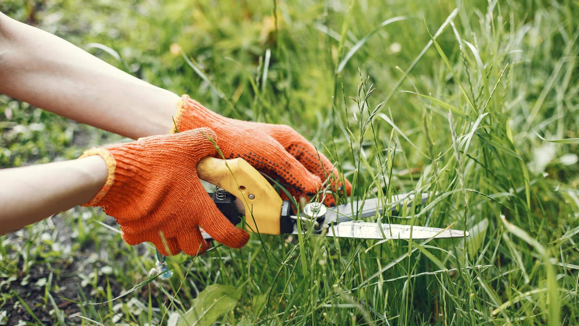 Five natural ways to remove weeds from your garden
