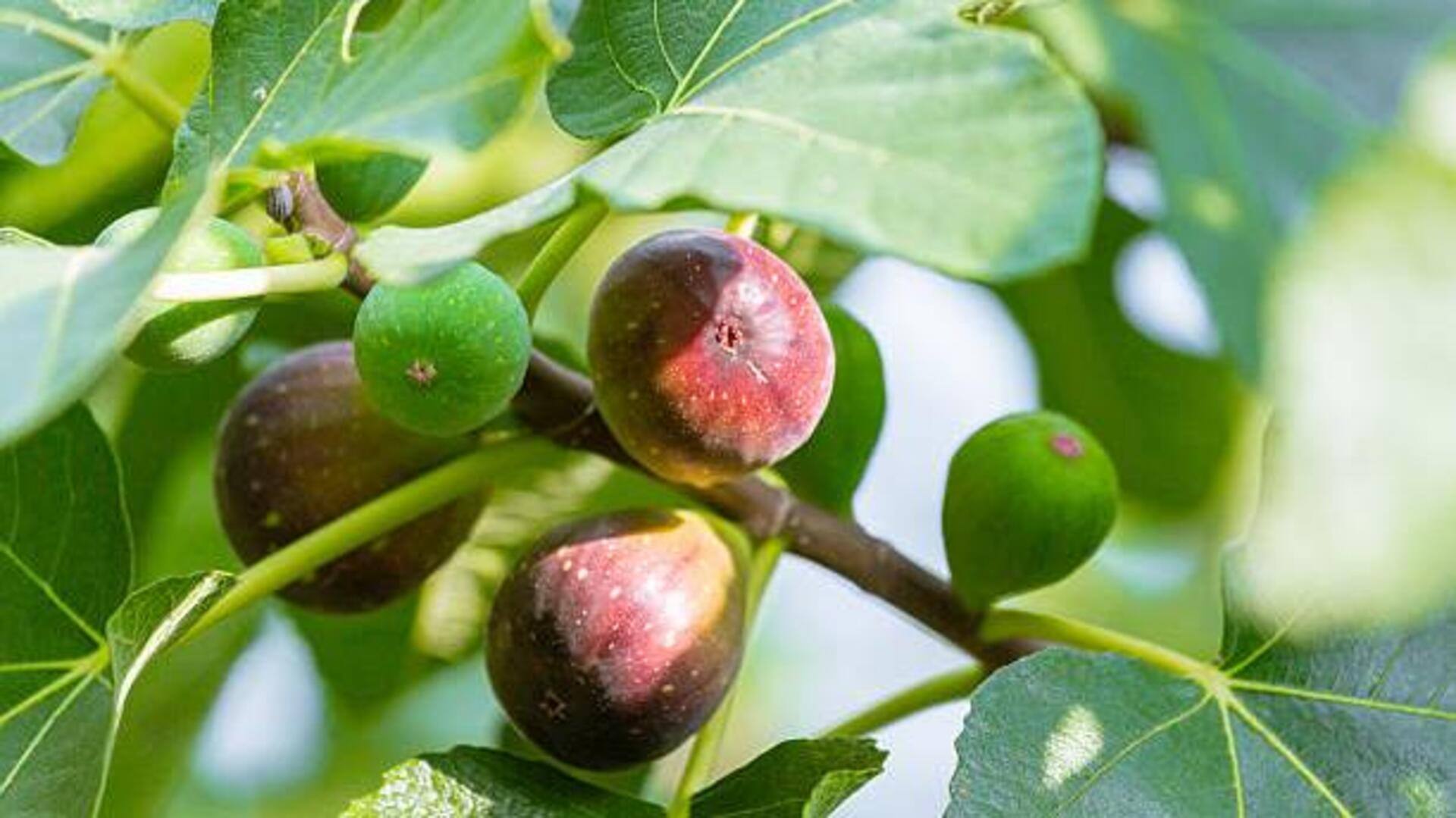 Fig leaves: The secret ingredient for flavorful teas 