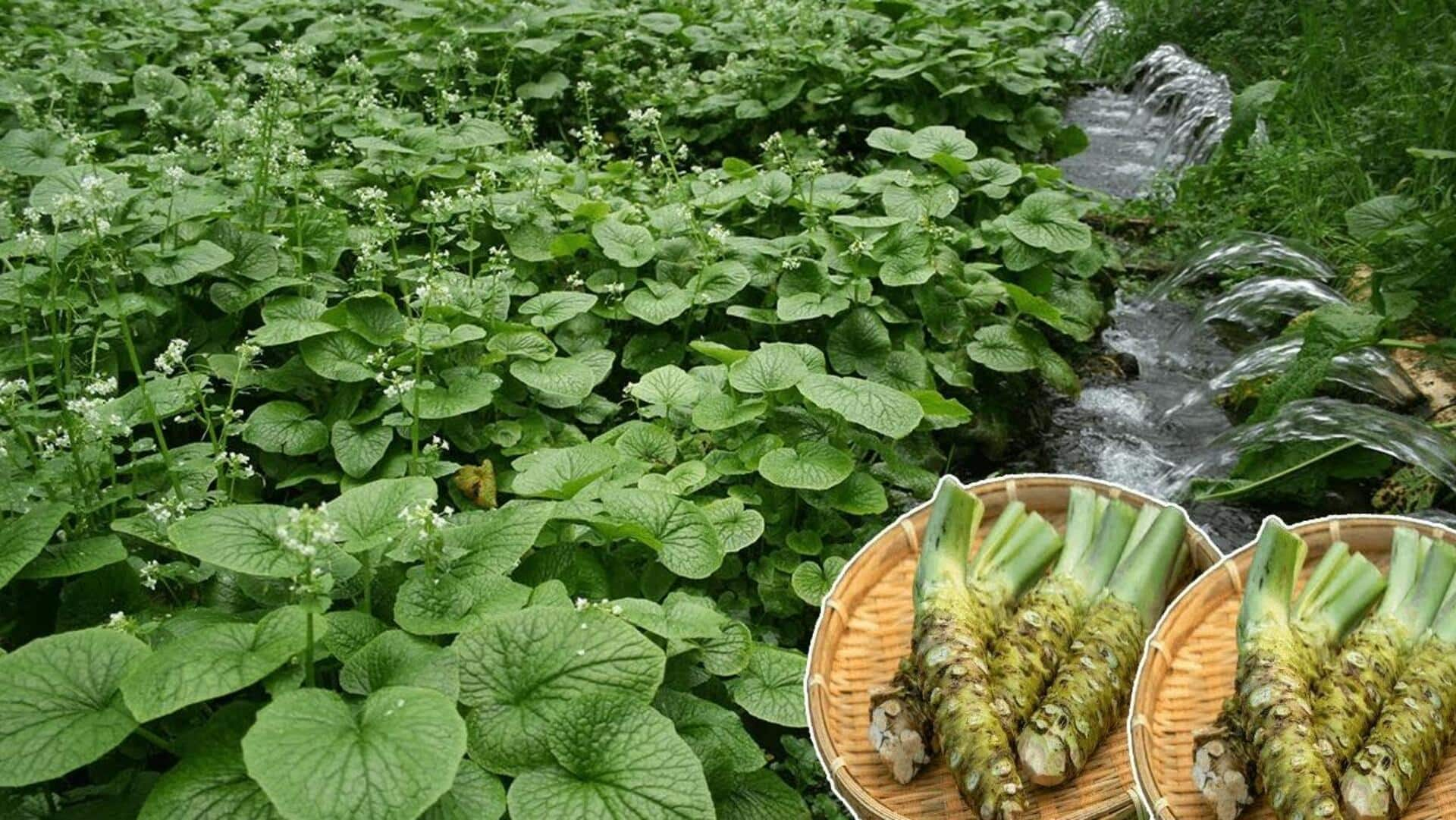 Grow your own wasabi: Here's how