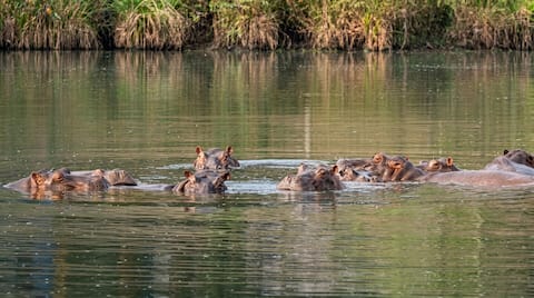Anant Ambani offers Vantara home to save Colombia's 80 hippos