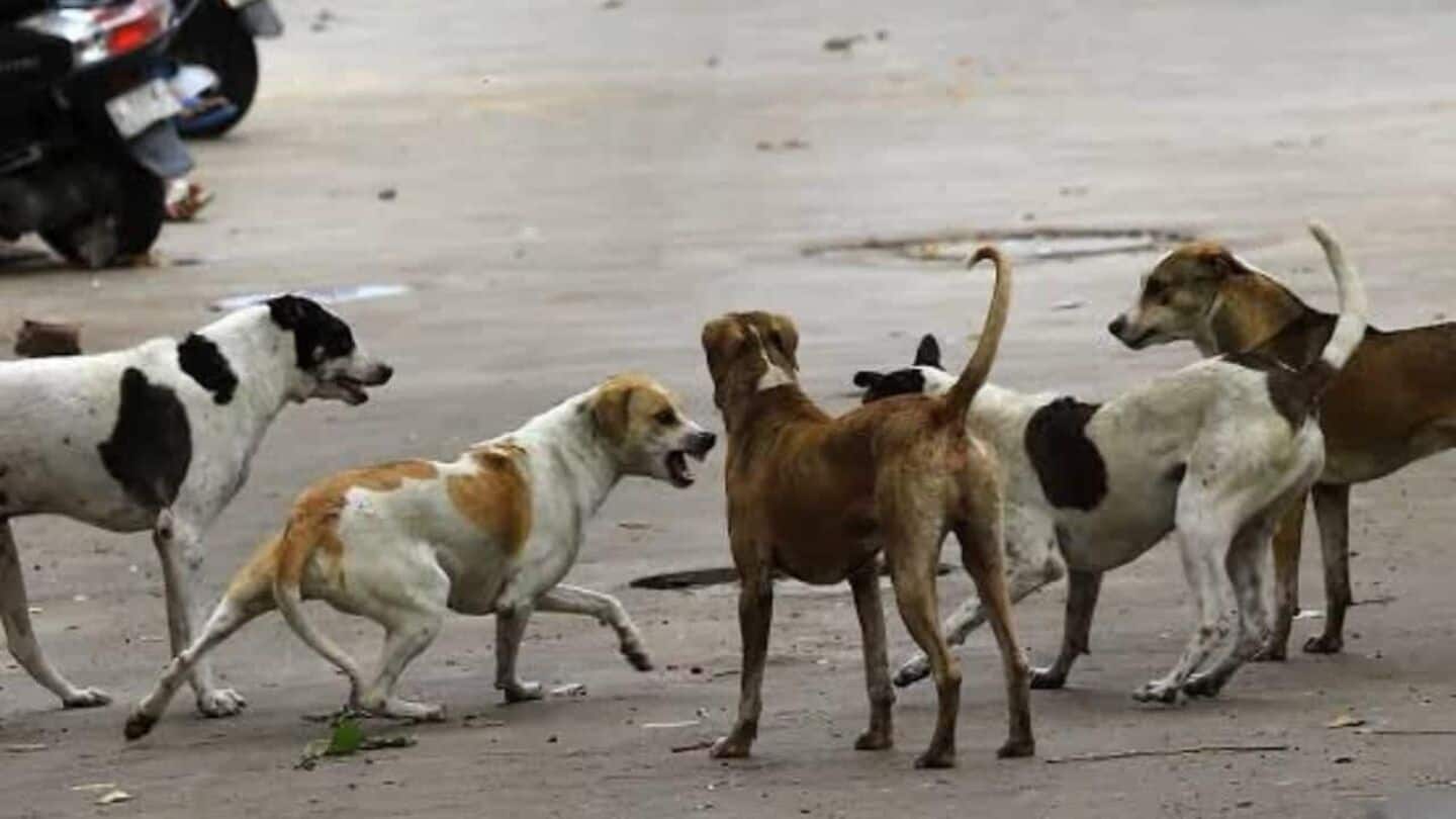 UP: Mentally challenged woman killed by pack of stray dogs UP: Mentally challenged woman killed by pack of stray dogs
