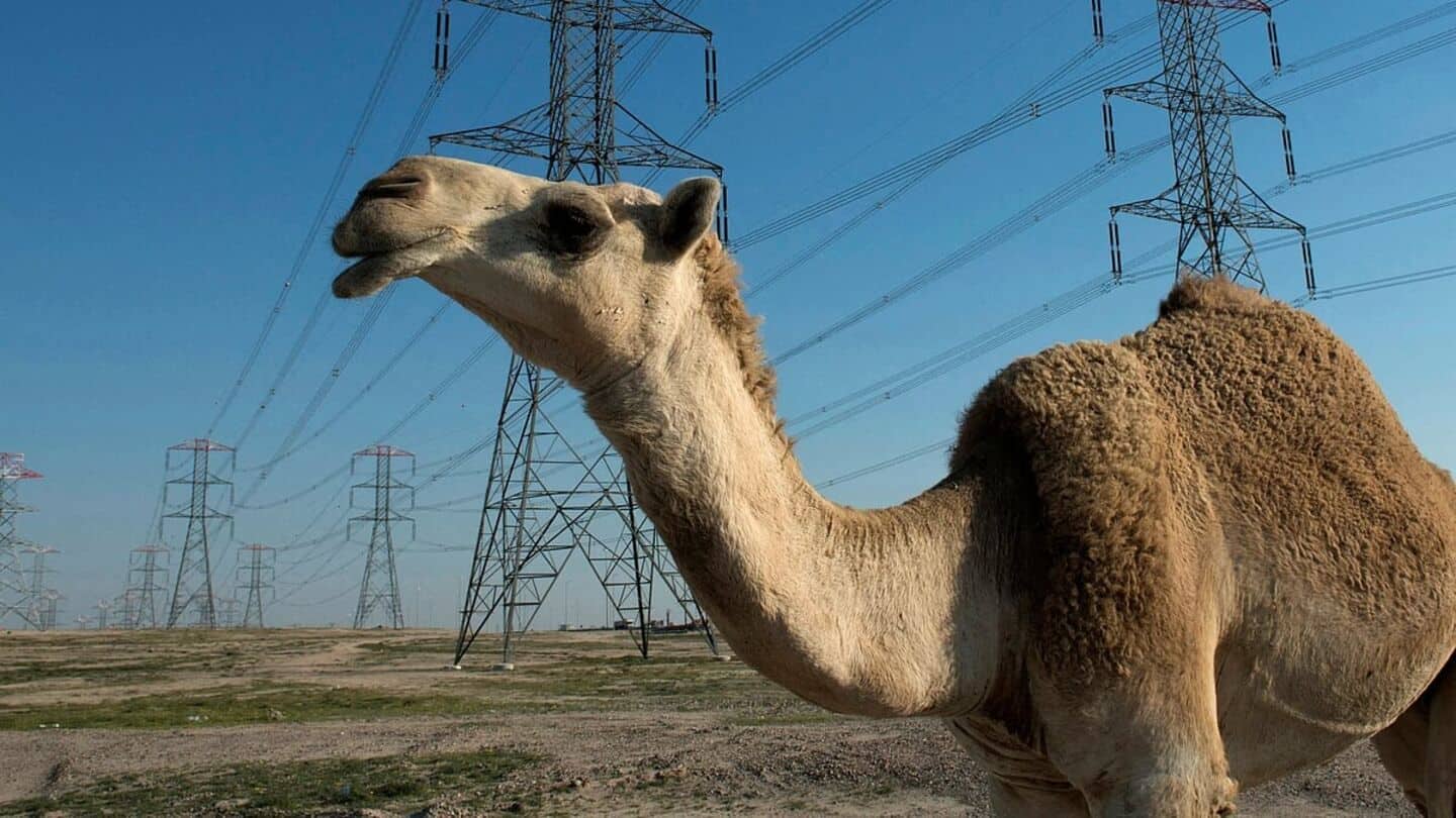 Delhi Police bust camel-smuggling racket, arrest 5 bootleggers