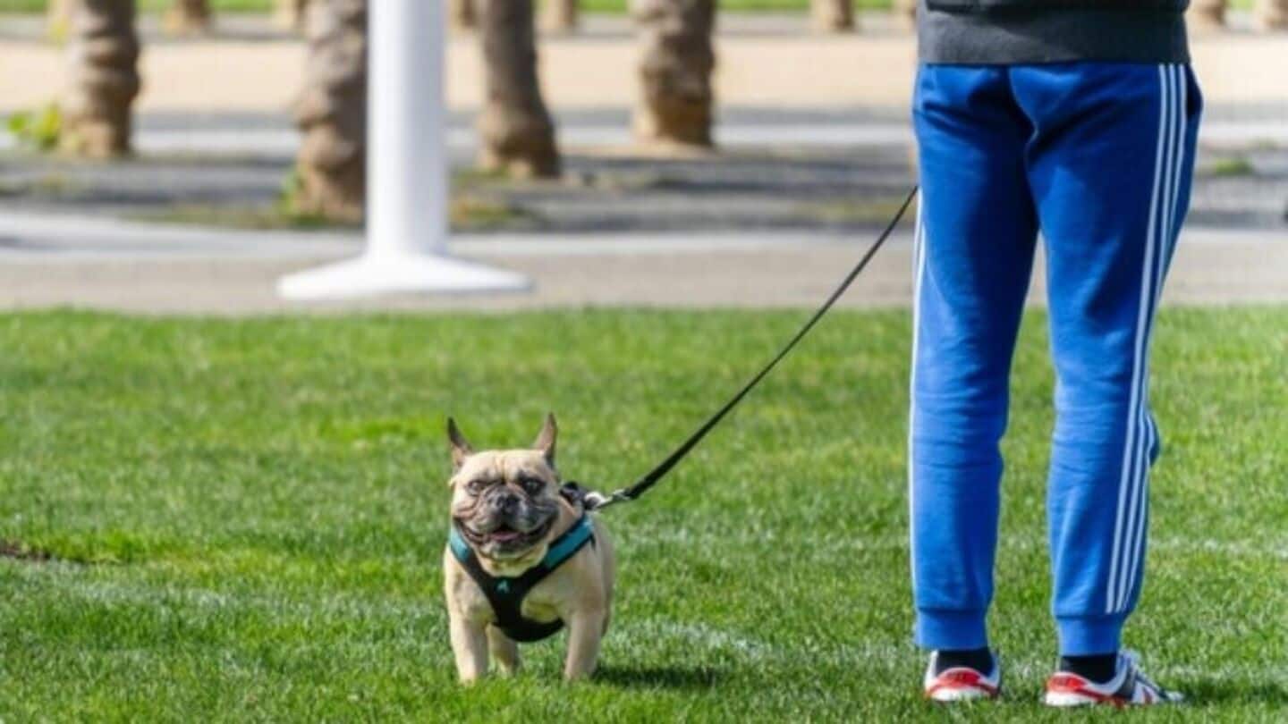 Why Iran is cracking down on dog-walking in public spaces Why Iran is cracking down on dog-walking in public spaces