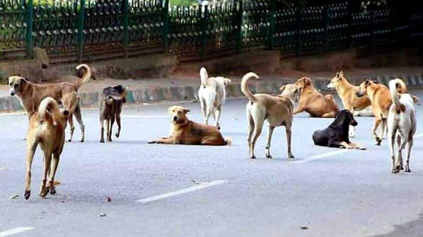 Remove stray dogs, animals from roads: Rajasthan HC to municipalities
