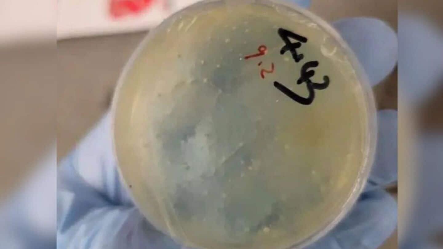 Another Chinese scientist arrested for smuggling biological material into US 