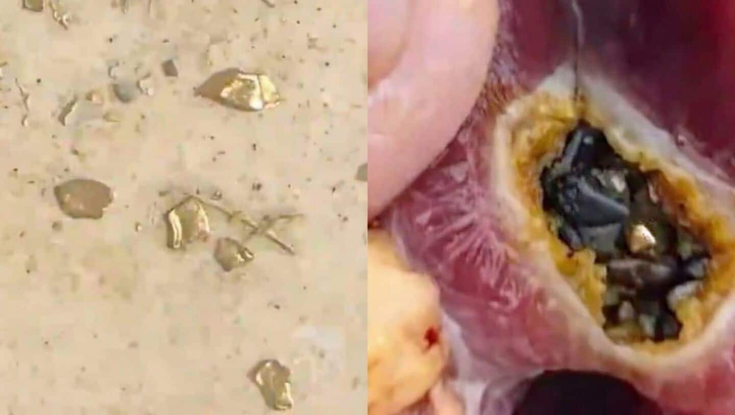 China: Man slaughters duck, finds ₹1.62L worth of gold inside