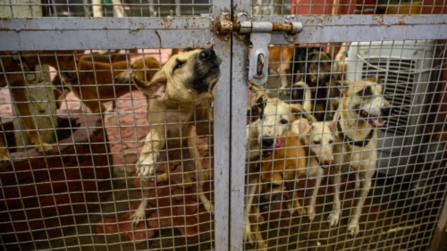 Mumbai's dog population poses logistical challenge after SC's shelter order