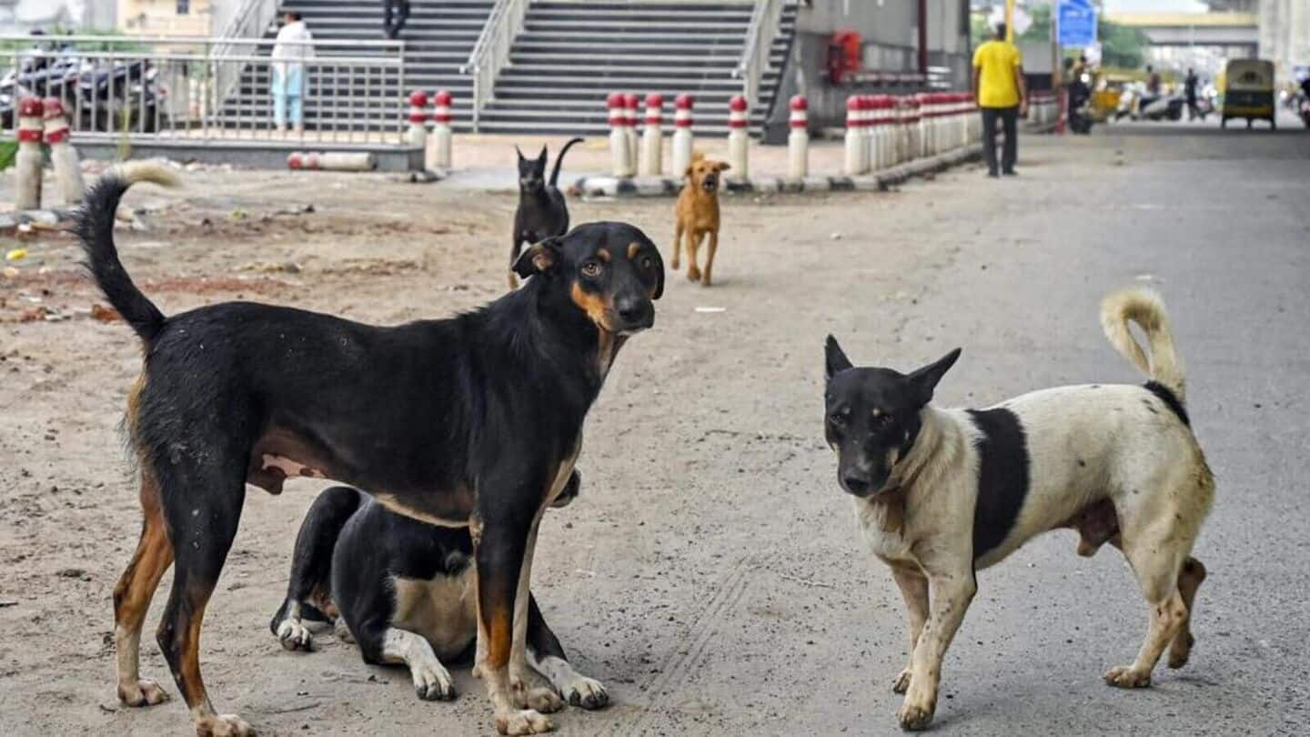 MCD intensifies stray dog control: 700 seized near Red Fort MCD intensifies stray dog control: 700 seized near Red Fort