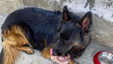 Shot but unstoppable: How Army dog Tyson won Kishtwar battle