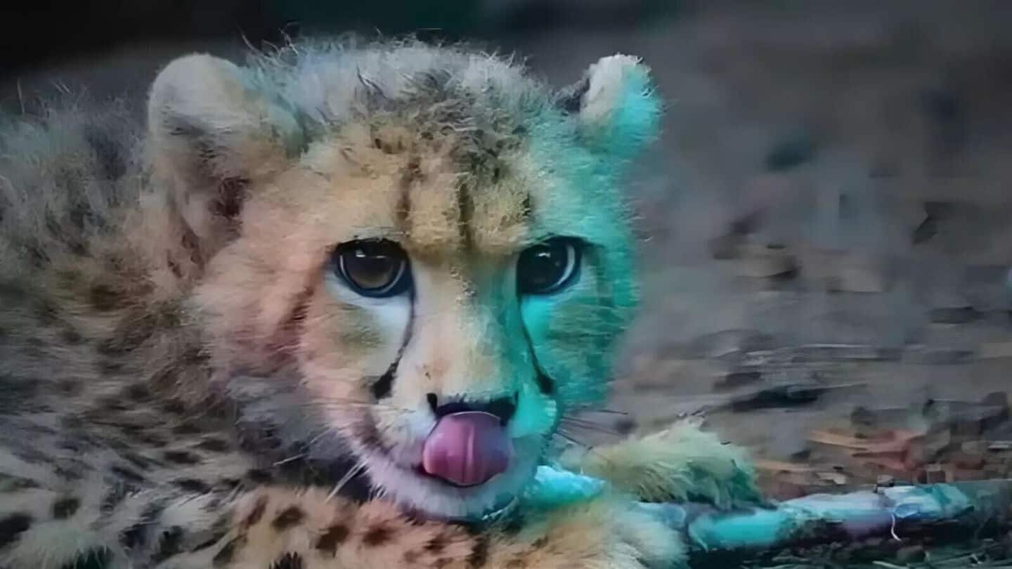 Mukhi, India's 1st wild-born cheetah, turns 30 months old tomorrow