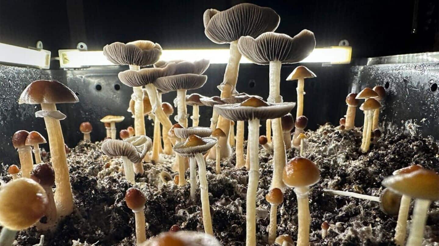 New Zealand approves 'magic mushrooms' for depression New Zealand approves 'magic mushrooms' for depression