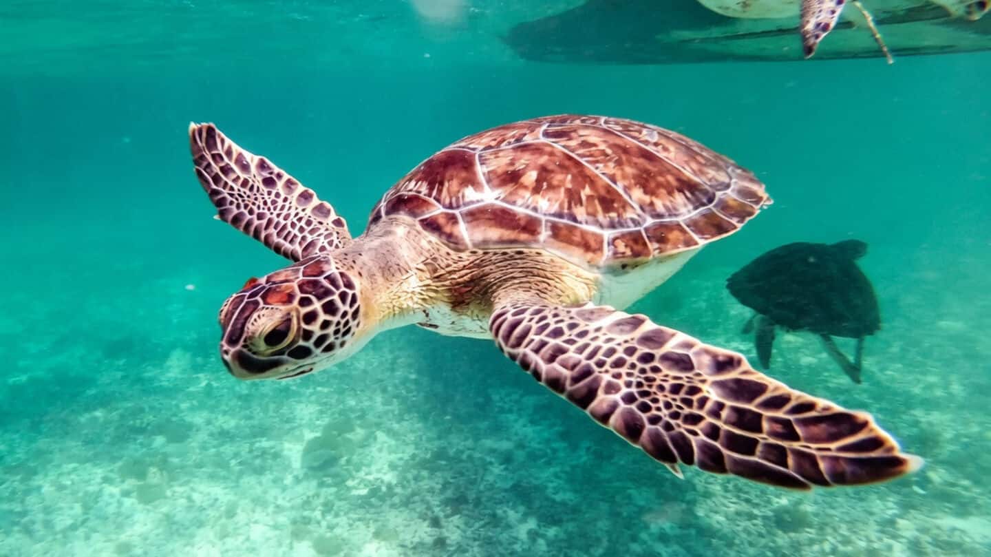 China alleges foreign agencies using 'spy turtles' to monitor waters