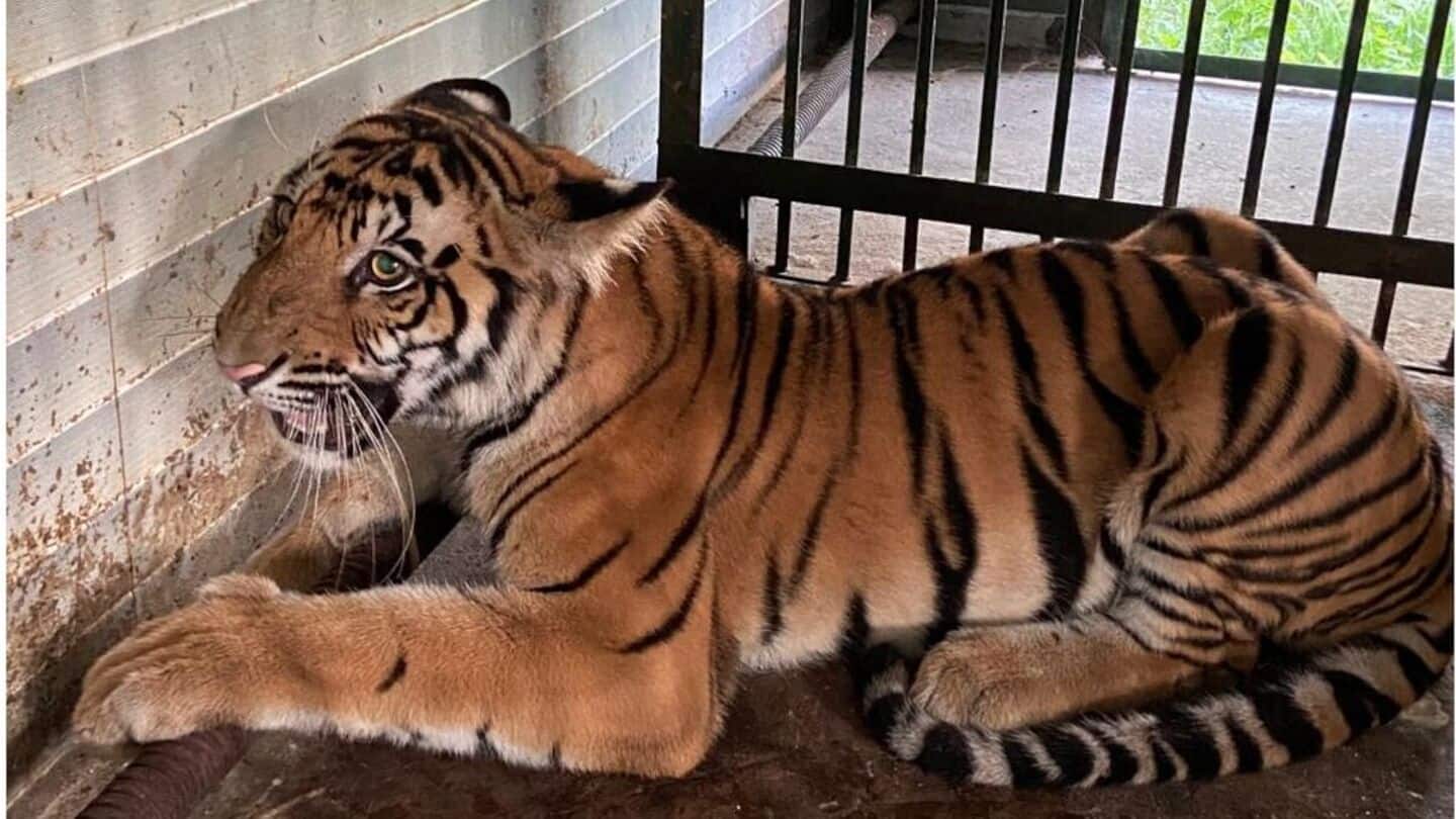 Gorakhpur zoo, Etawah safari closed after tigress succumbs to H5N1 Gorakhpur zoo, Etawah safari closed after tigress succumbs to H5N1