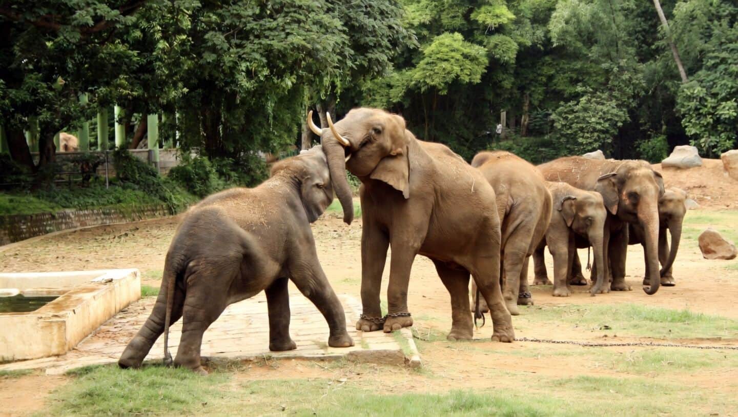 1,653 elephants killed by human activities in 15 years: Report