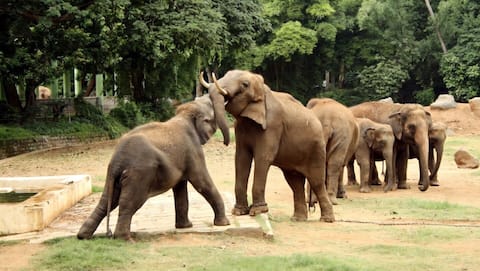1,653 elephants killed by human activities in 15 years: Report