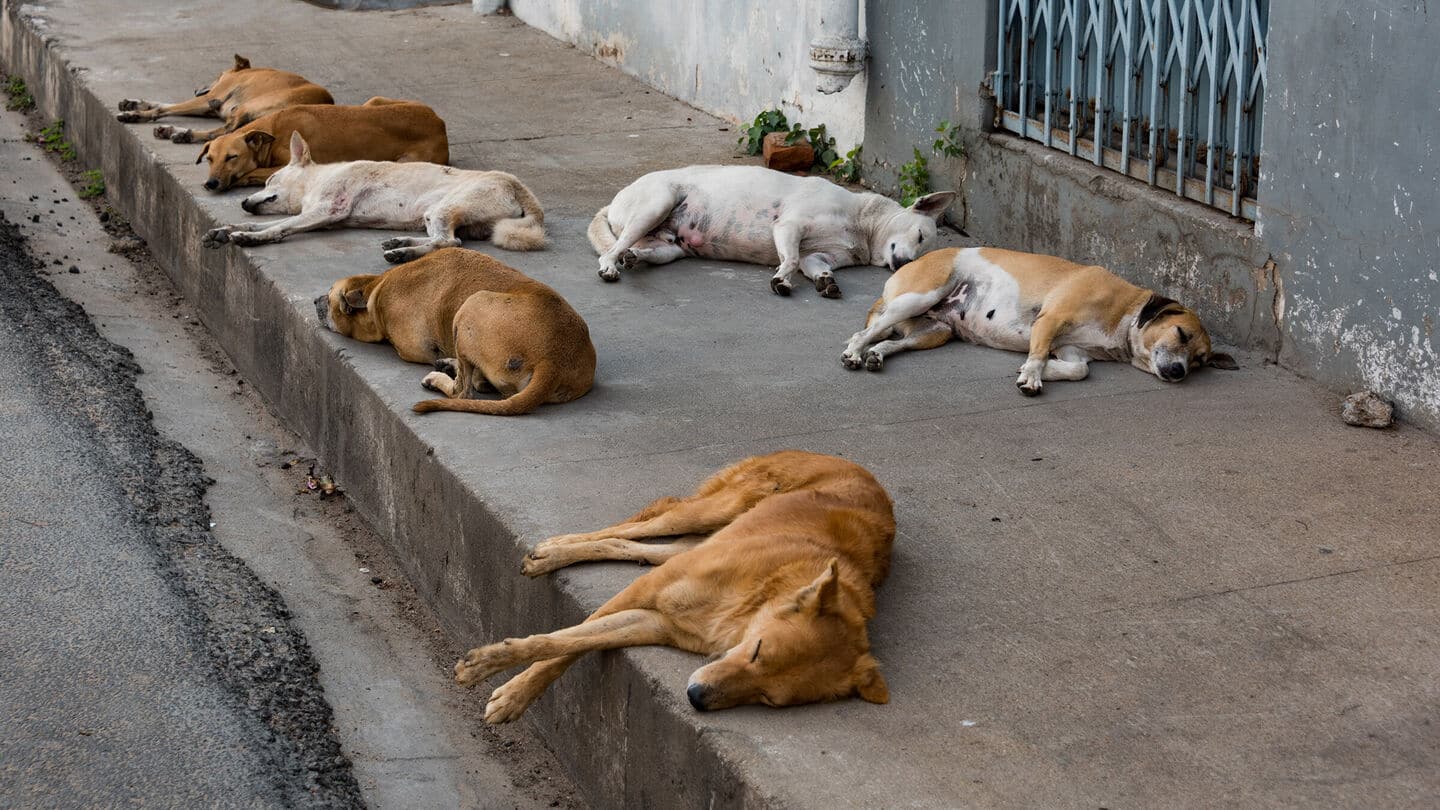 Feeding stray dogs not banned: Activists amid violence against feeders Feeding stray dogs not banned: Activists amid violence against feeders
