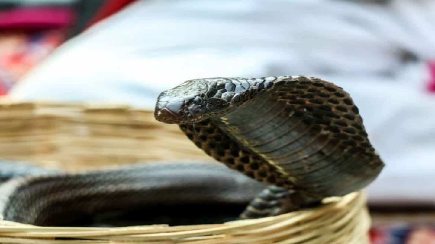 Bengaluru man dies after snake bites him while wearing Crocs Bengaluru man dies after snake bites him while wearing Crocs