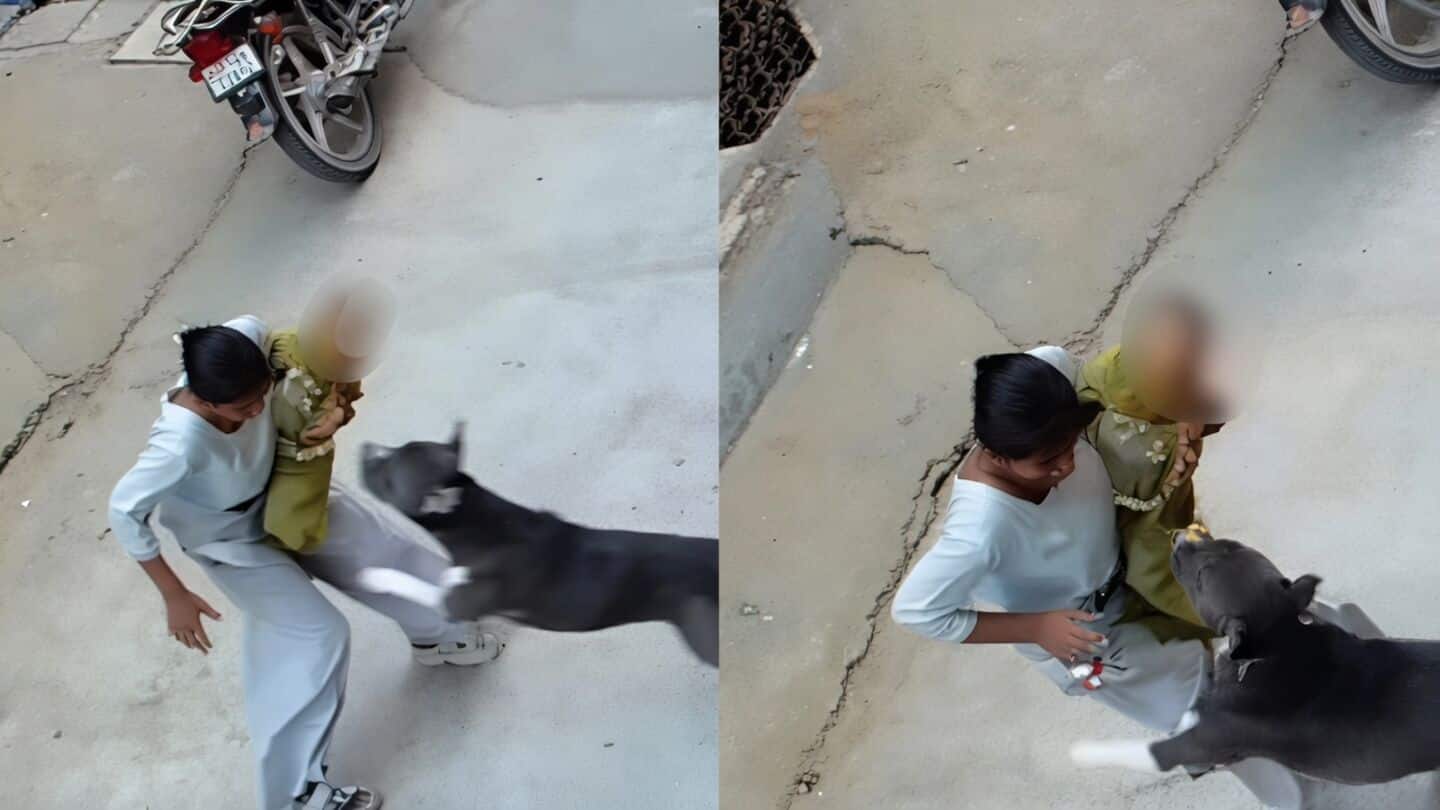 Haryana: Pit bull attacks 6-month-old girl, drags her on road