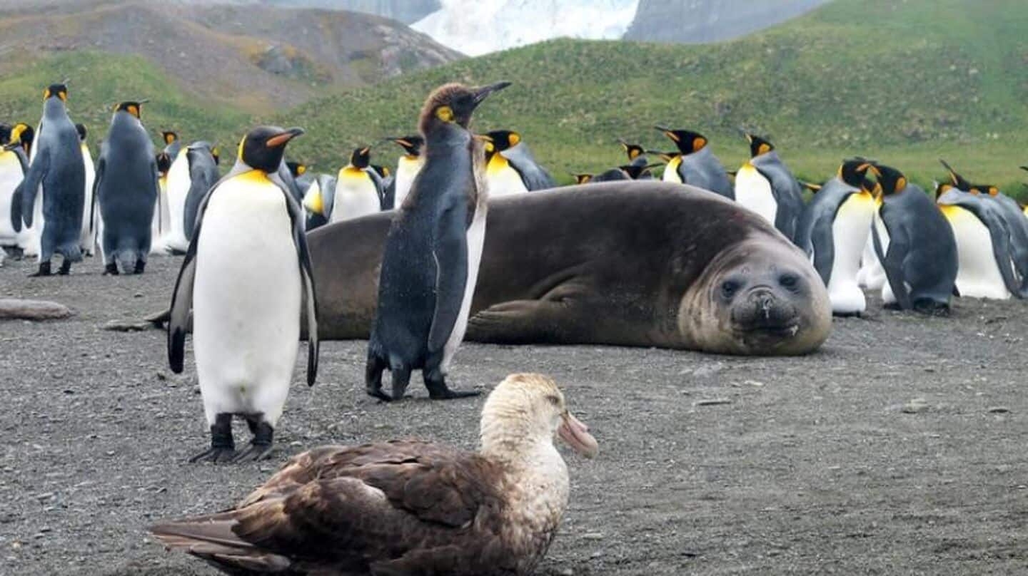 Deadly H5N1 reaches Antarctica as climate change alters wildlife patterns