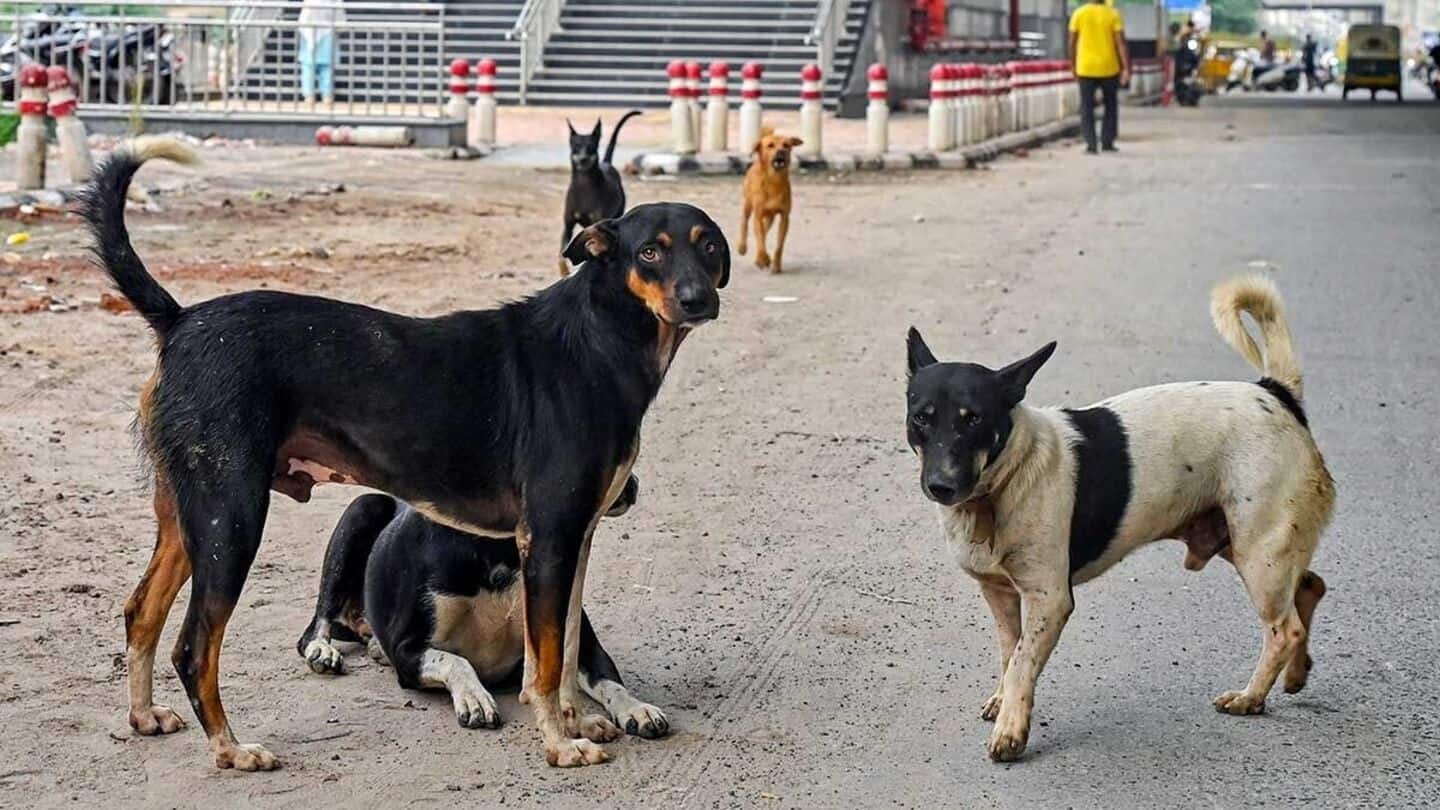 SC summons chief secretaries of all states over stray dogs
