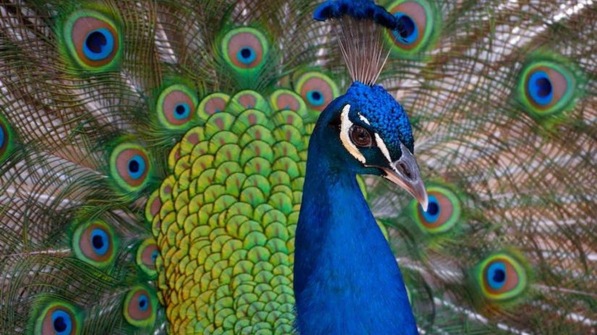 Facts about peacocks you probably didn't know