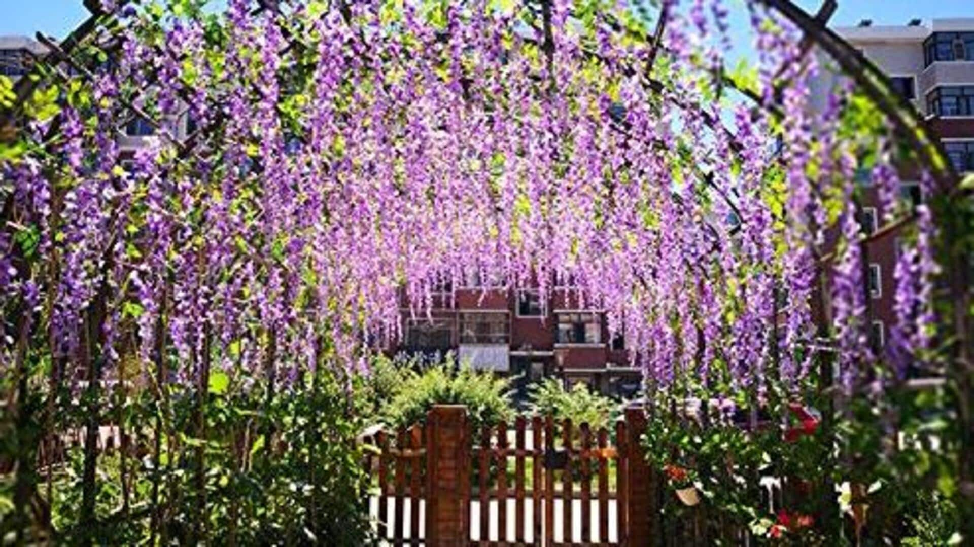 Enchanting wisteria vine decor ideas