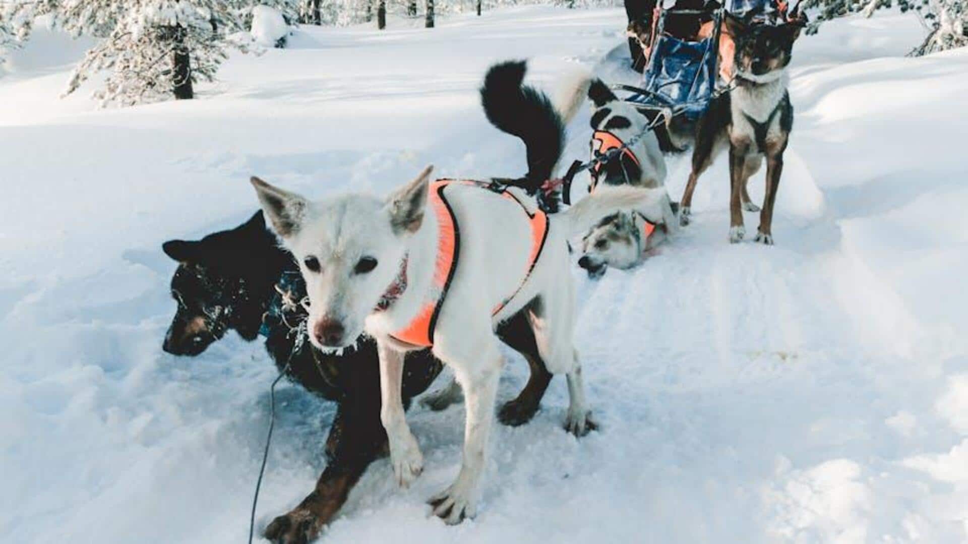 Dog sledding in Finnish Lapland: A must-try adventure