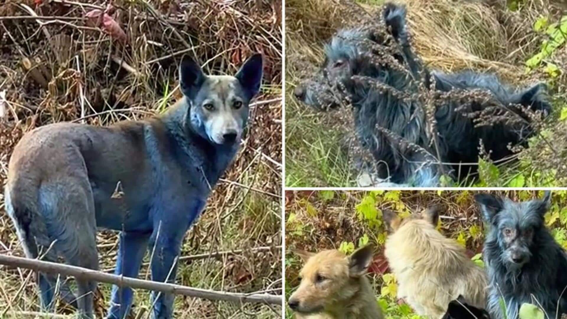 Dogs in Chernobyl turned blue for this disgusting reason