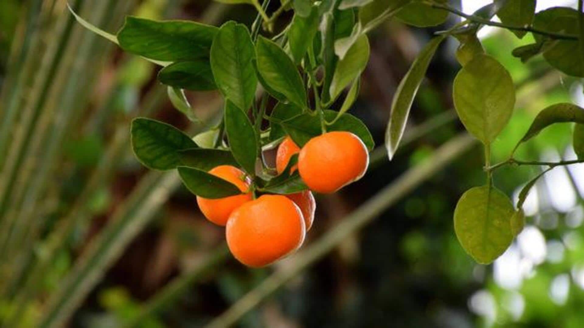 Calamondin: A citrus fruit you must try
