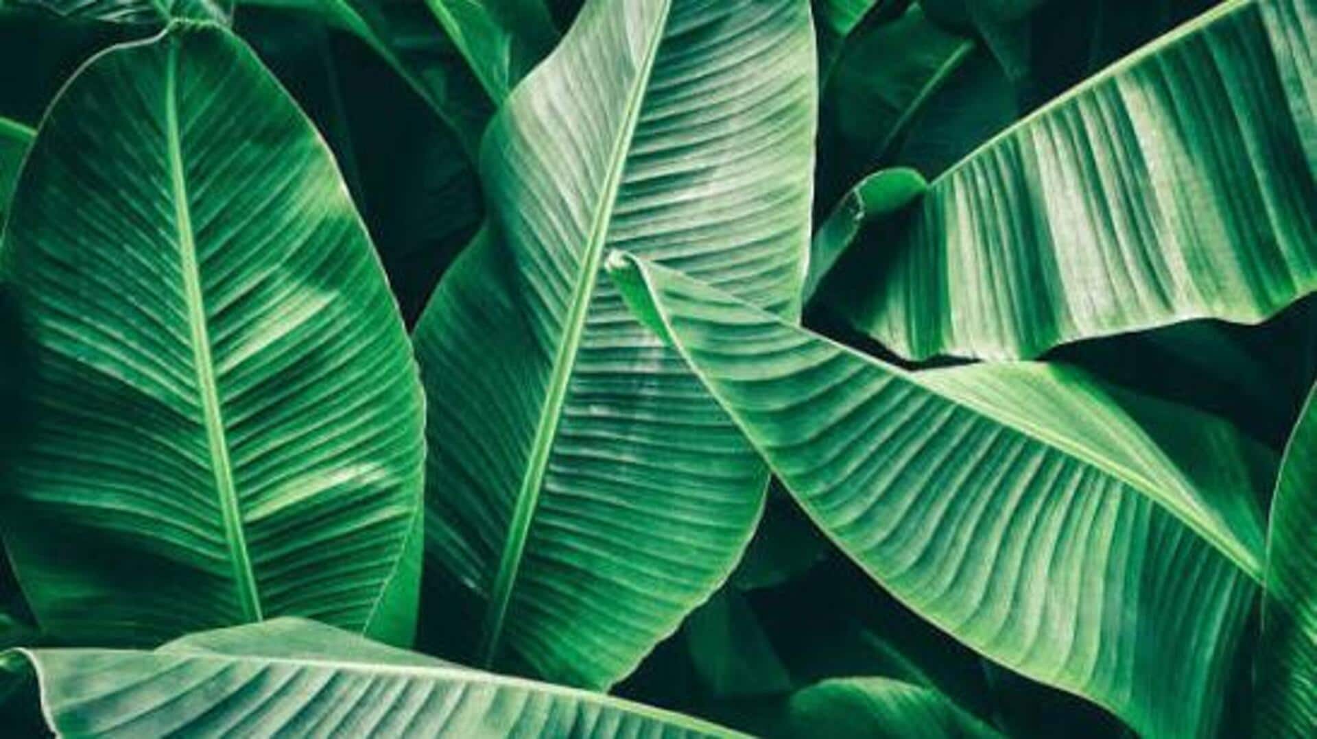 How to make banana leaf collages