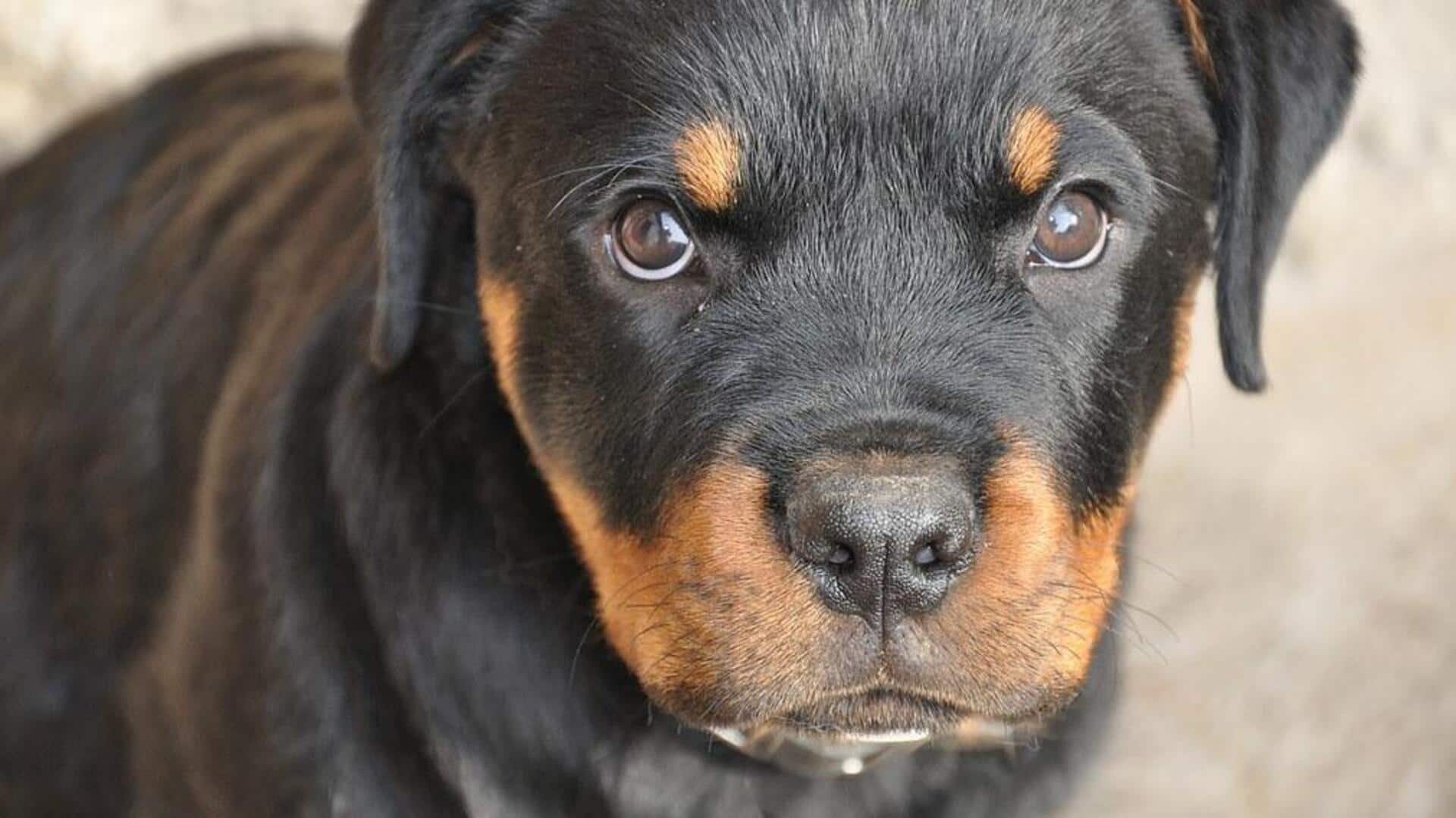 Tips to manage your Rottweiler's hip dysplasia at home