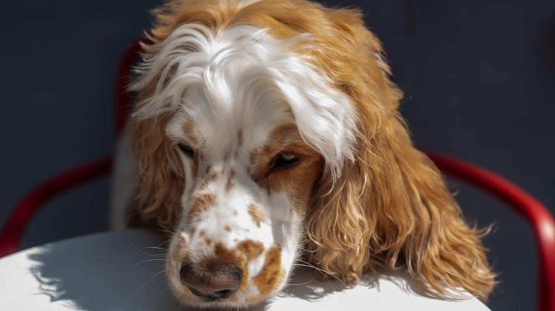 How to remove your pet's fur How to remove your pet's fur