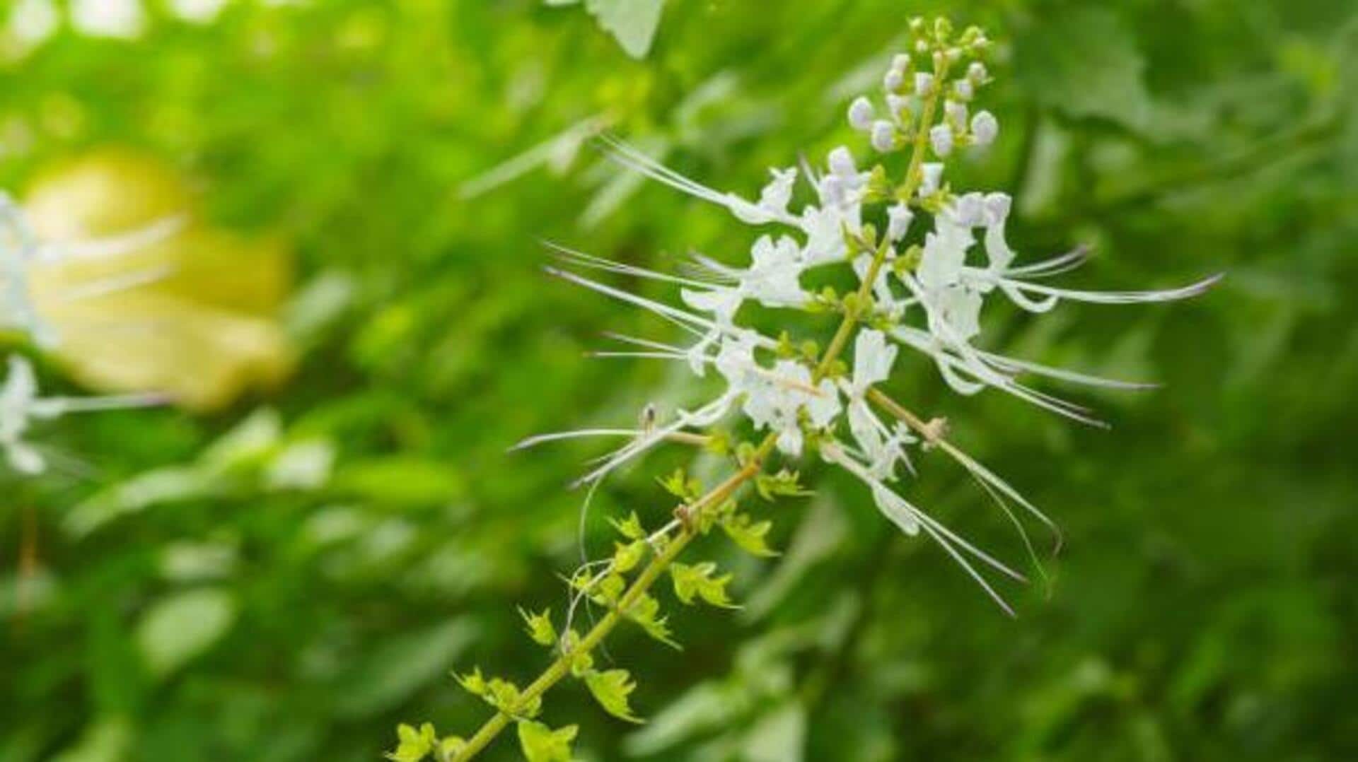 Cat's whiskers herb: An underrated culinary gem Cat's whiskers herb: An underrated culinary gem