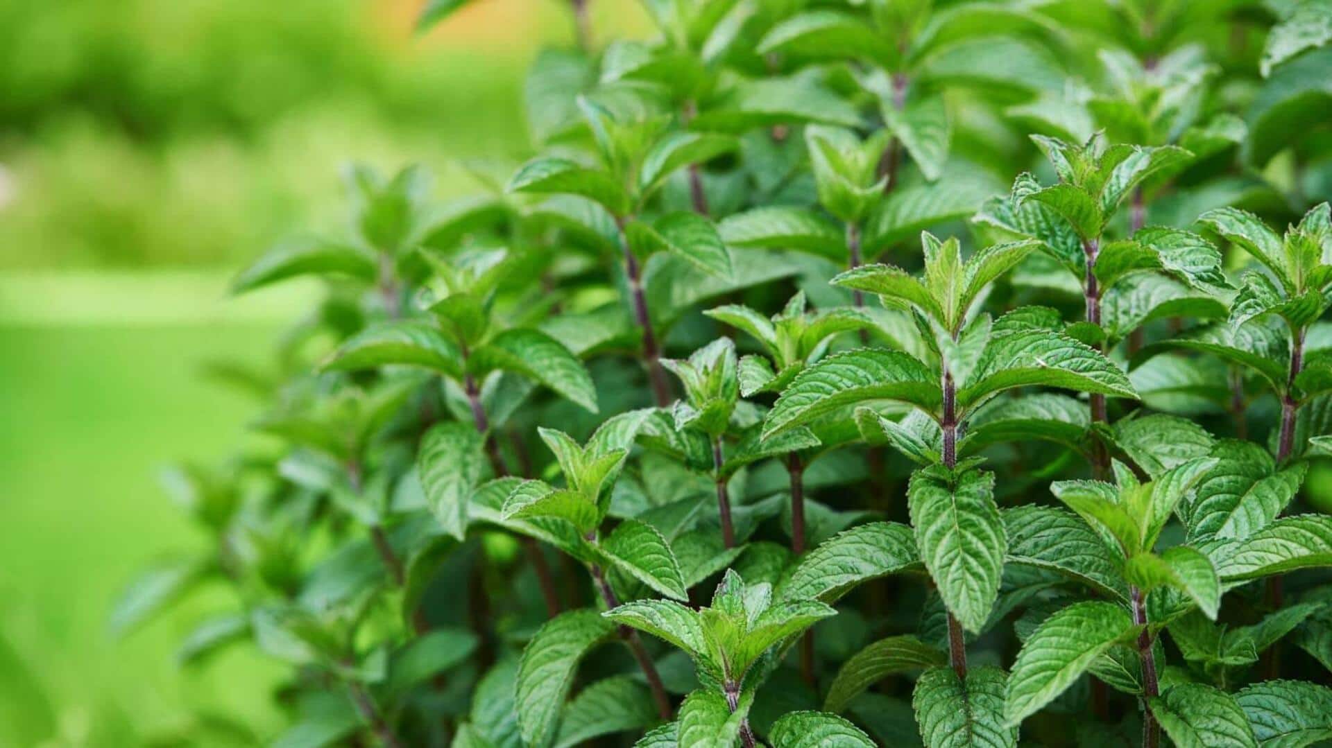 How to grow peppermint at home How to grow peppermint at home