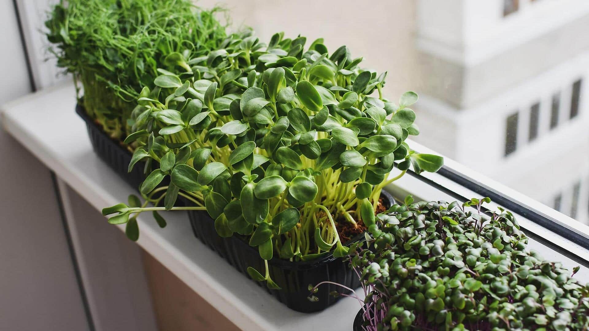 How to grow microgreens on a windowsill 