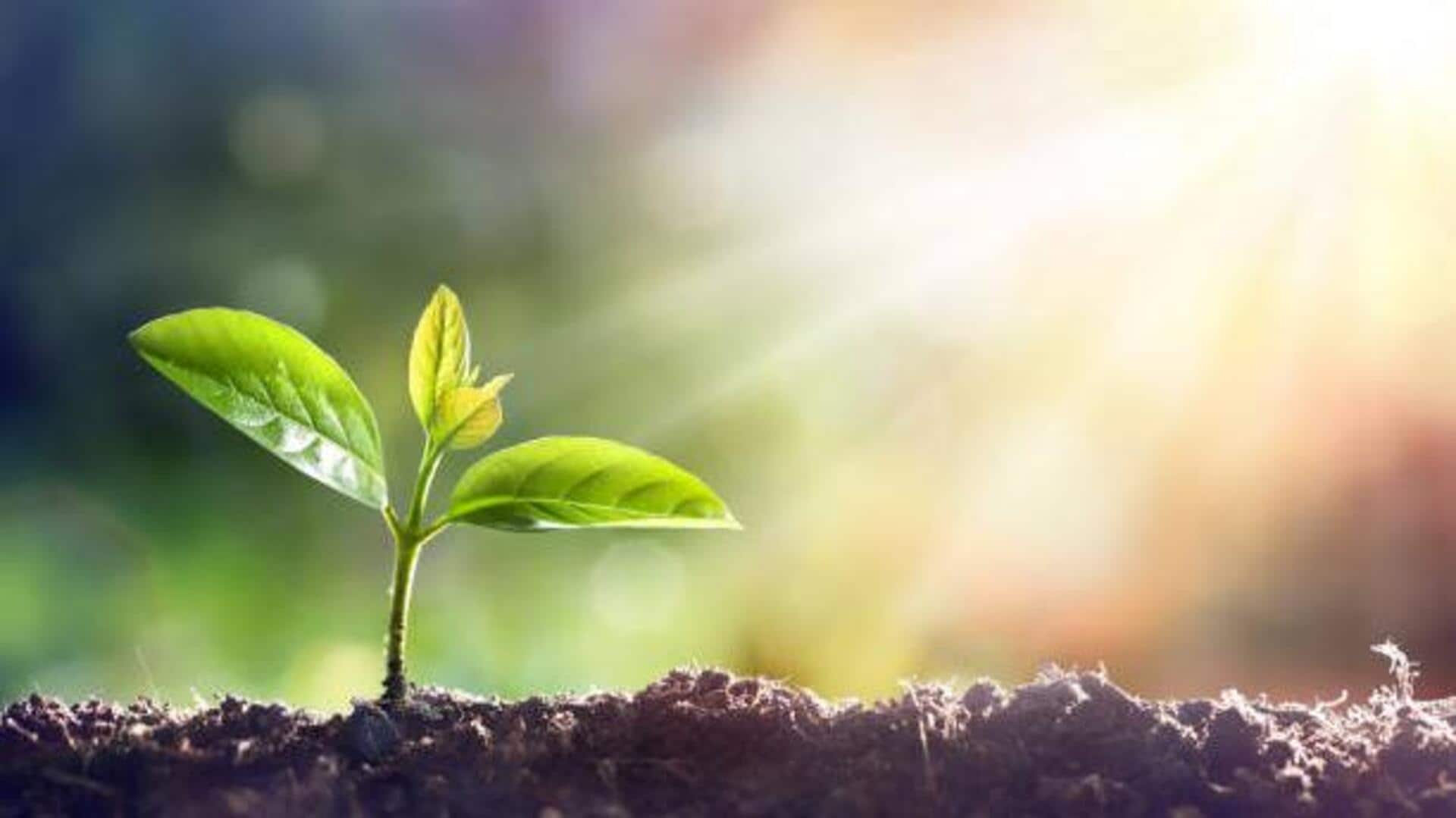 How sunlight can revive your dying plants How sunlight can revive your dying plants
