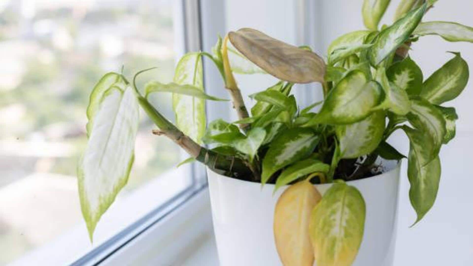 How to care for indoor foliage plants
