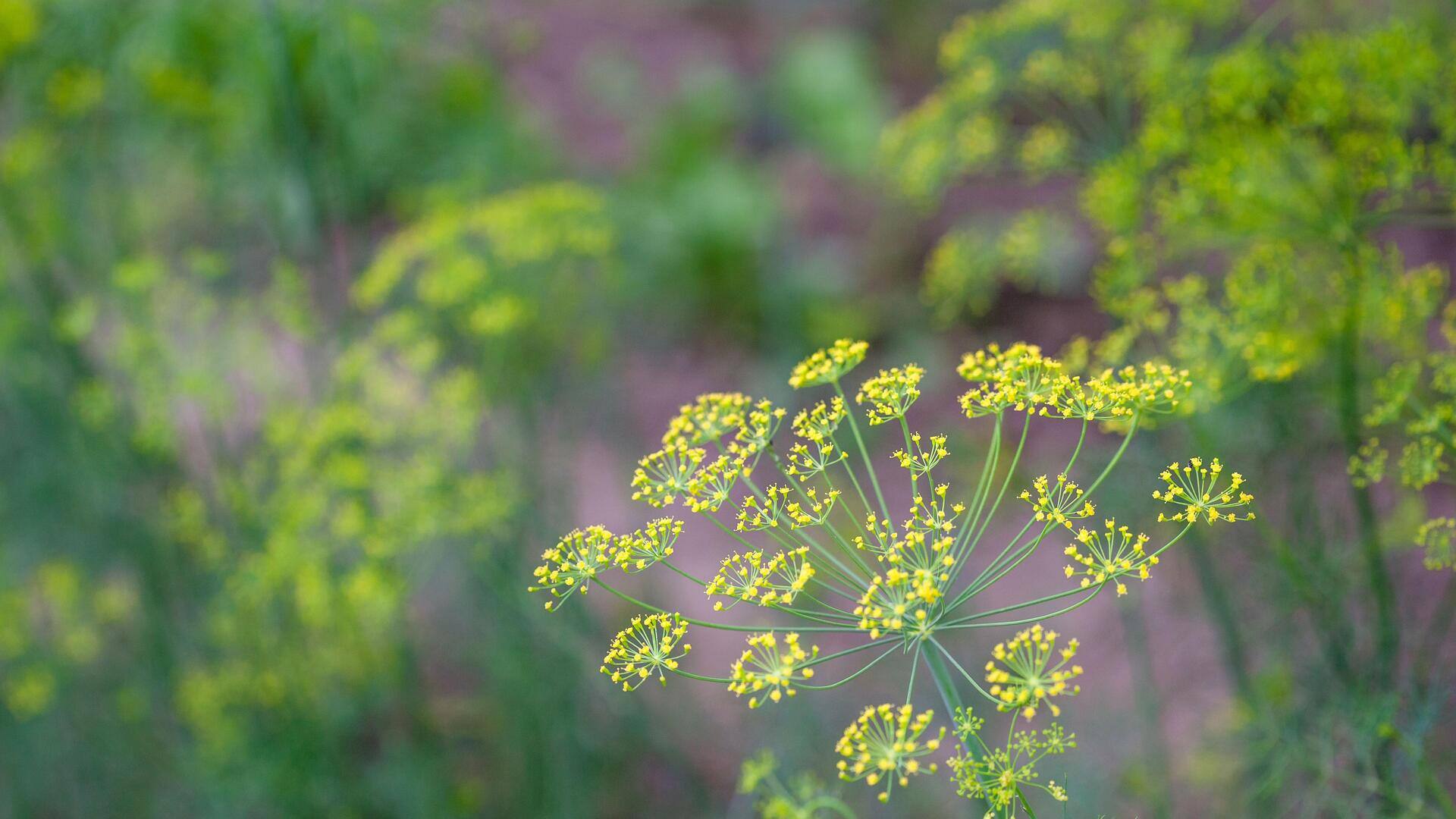 A beginner's guide to growing dill indoors