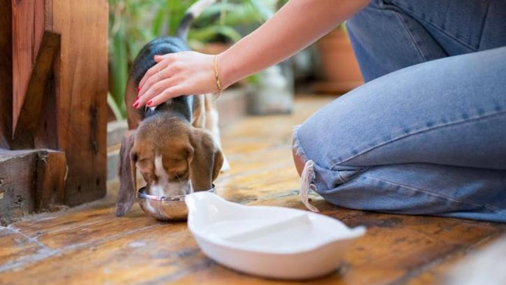 Beagle's diet management: How to ensure portion control