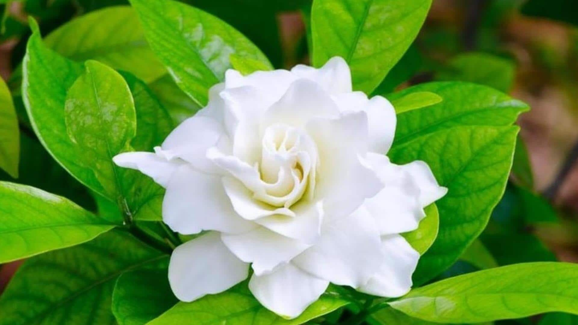 Growing glorious gardenias: Crucial care tips