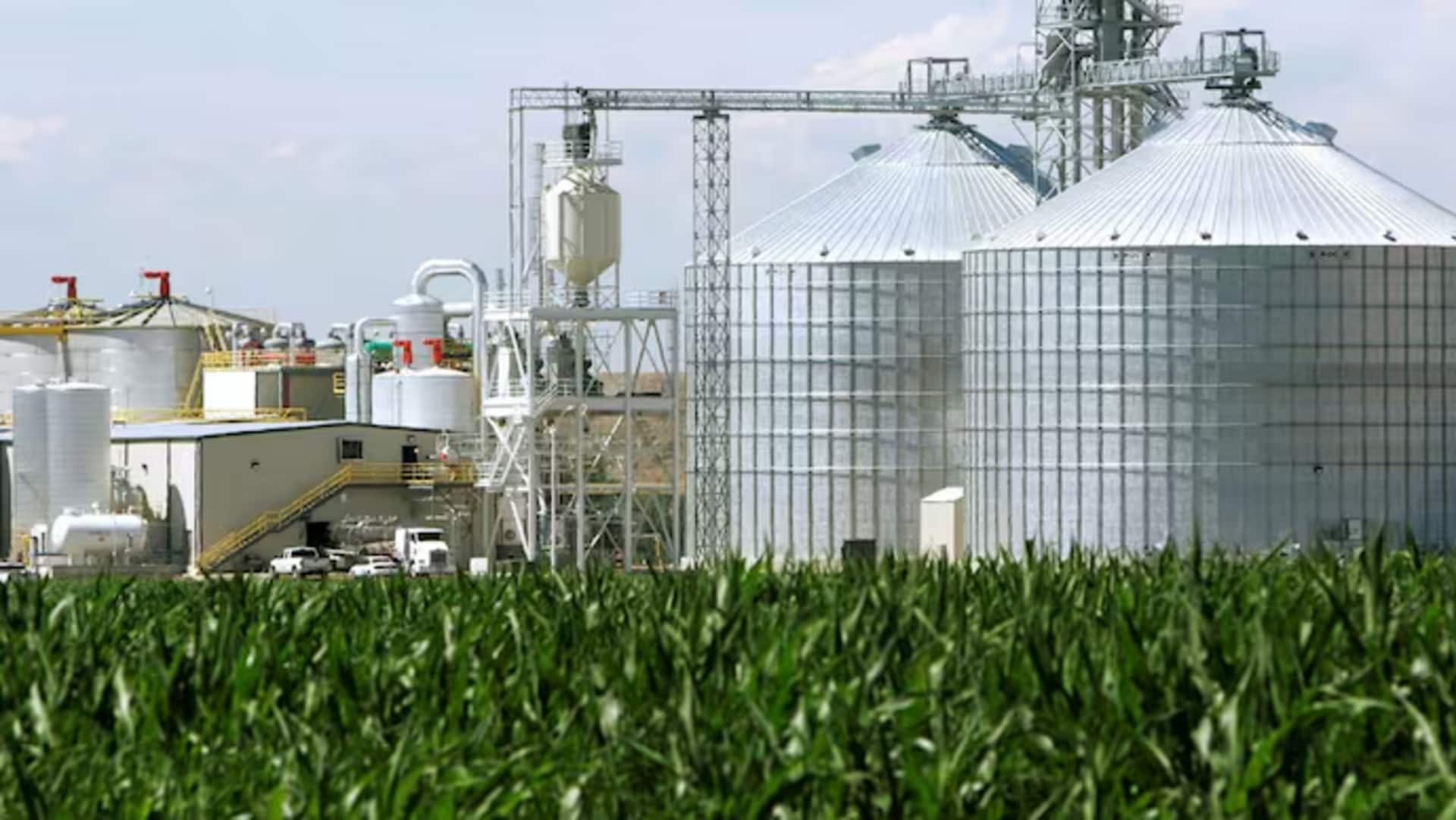 Why India does not import corn from US 