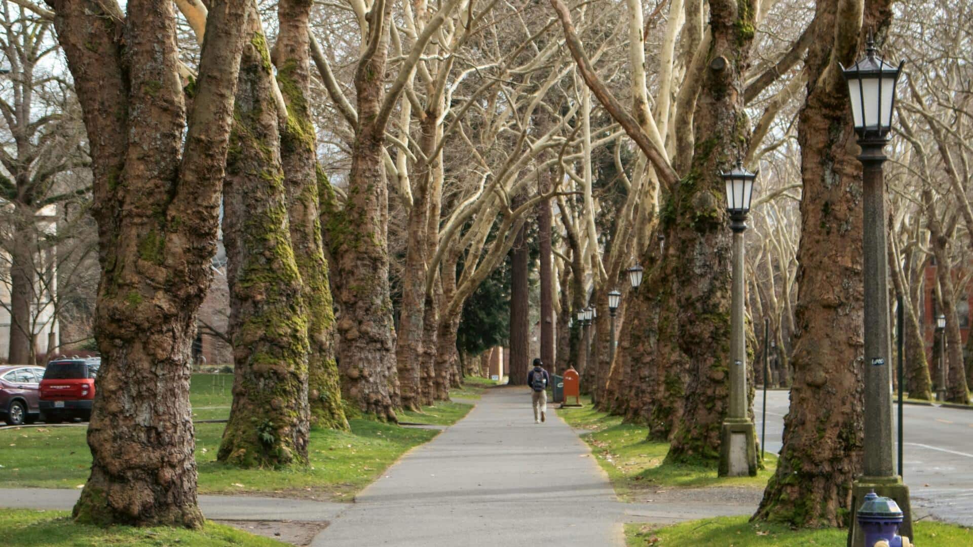Lithuania's most scenic tree-lined paths: A list