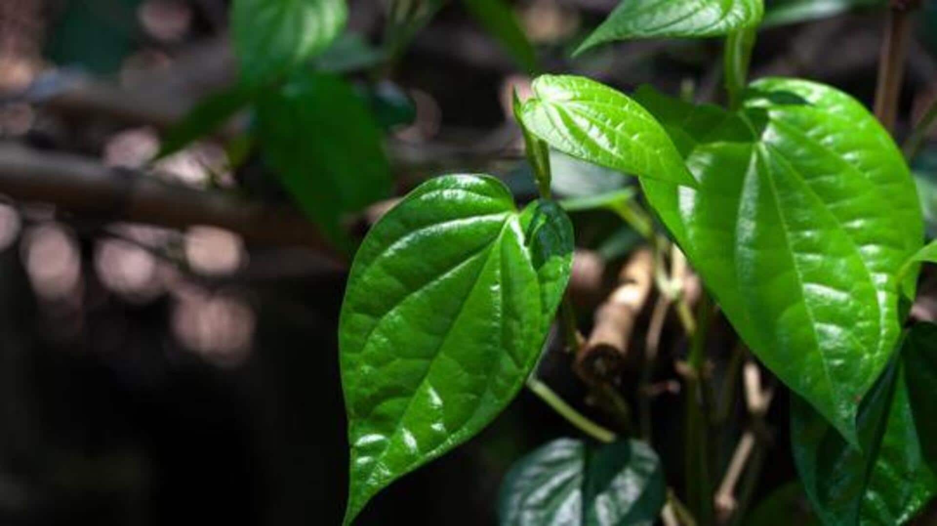 Give your meals a twist with betel leaves 