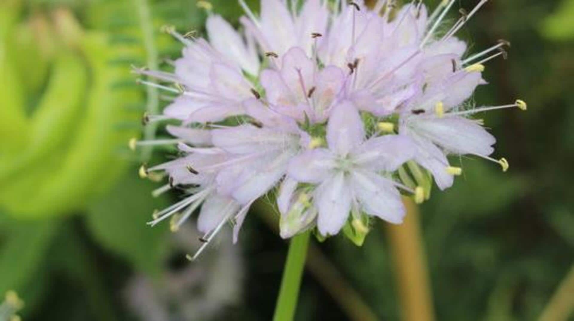 Refreshing African waterleaf in summer dishes