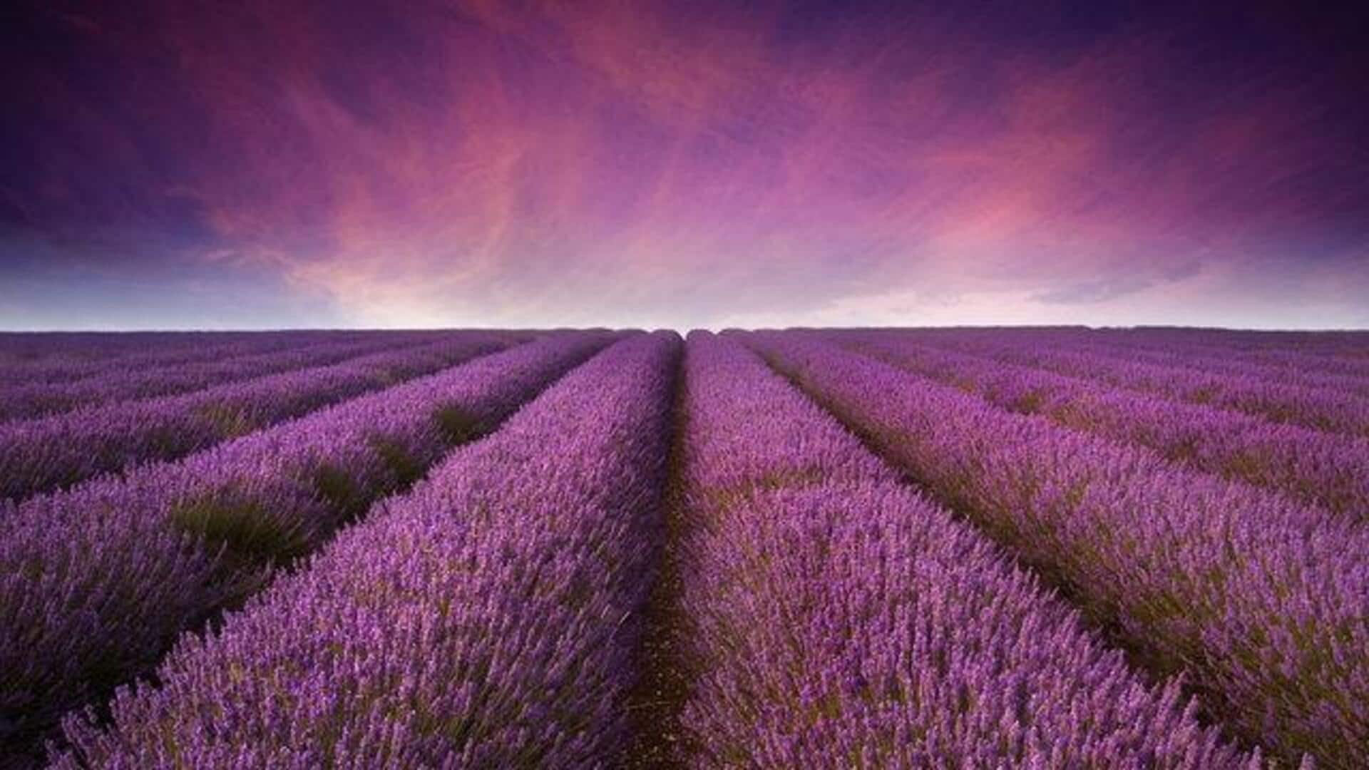 Your guide to visiting lavender fields in France 