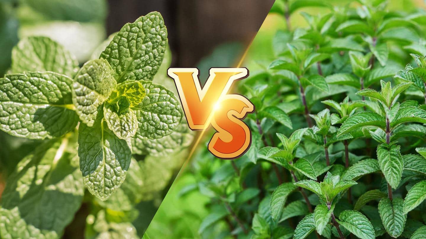 Mint and peppermint: What's the difference?