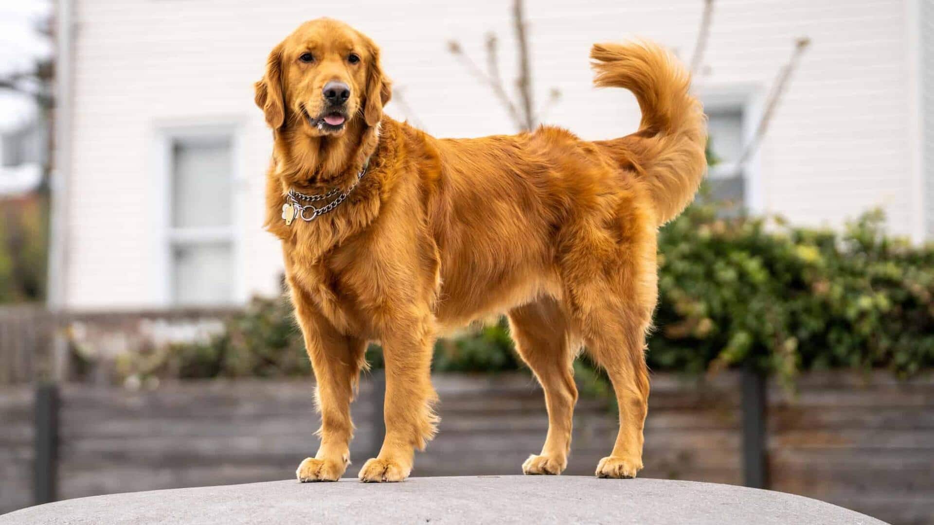 Joint ventures: How to ensure your Golden Retriever's joint health