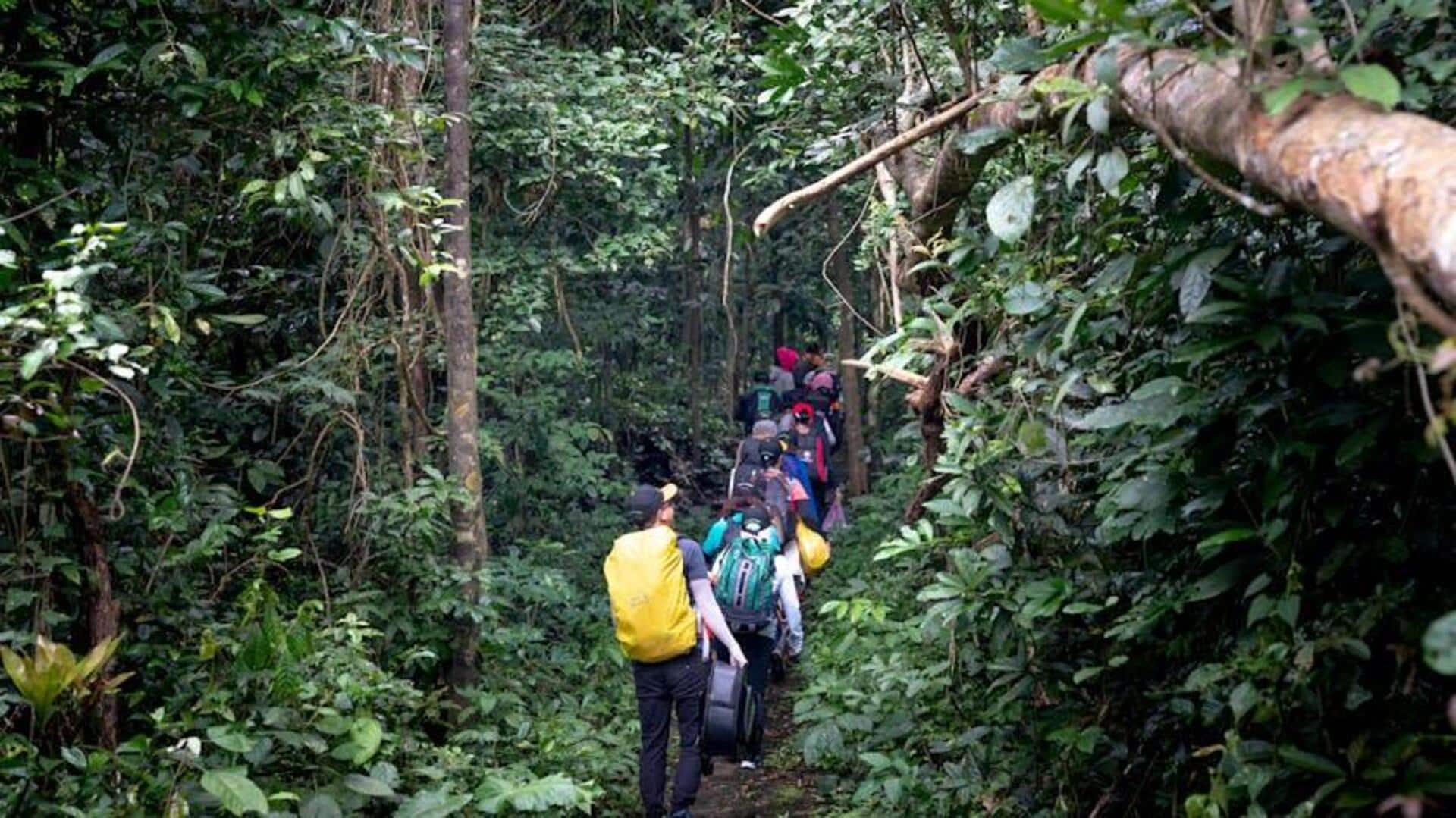 What to expect from virtual rainforest hikes 